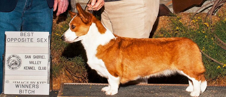 Glasshouse Kennel, CWC