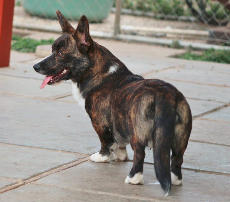 Glasshouse Kennel, is Lori Frost.