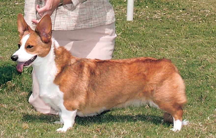 Glasshouse Kennel, is Lori Frost.