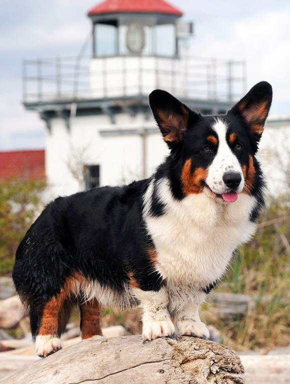 Glasshouse Kennel, is Lori Frost.