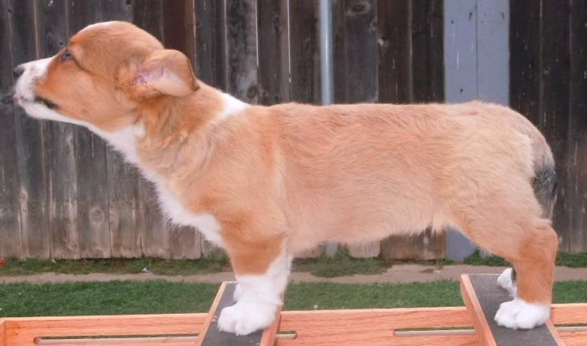 Glasshouse Kennel, is Lori Frost.