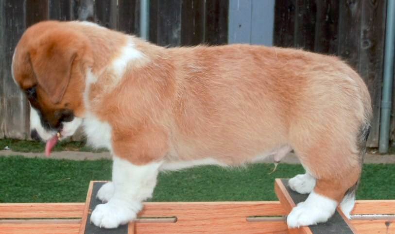 Glasshouse Kennel, is Lori Frost.