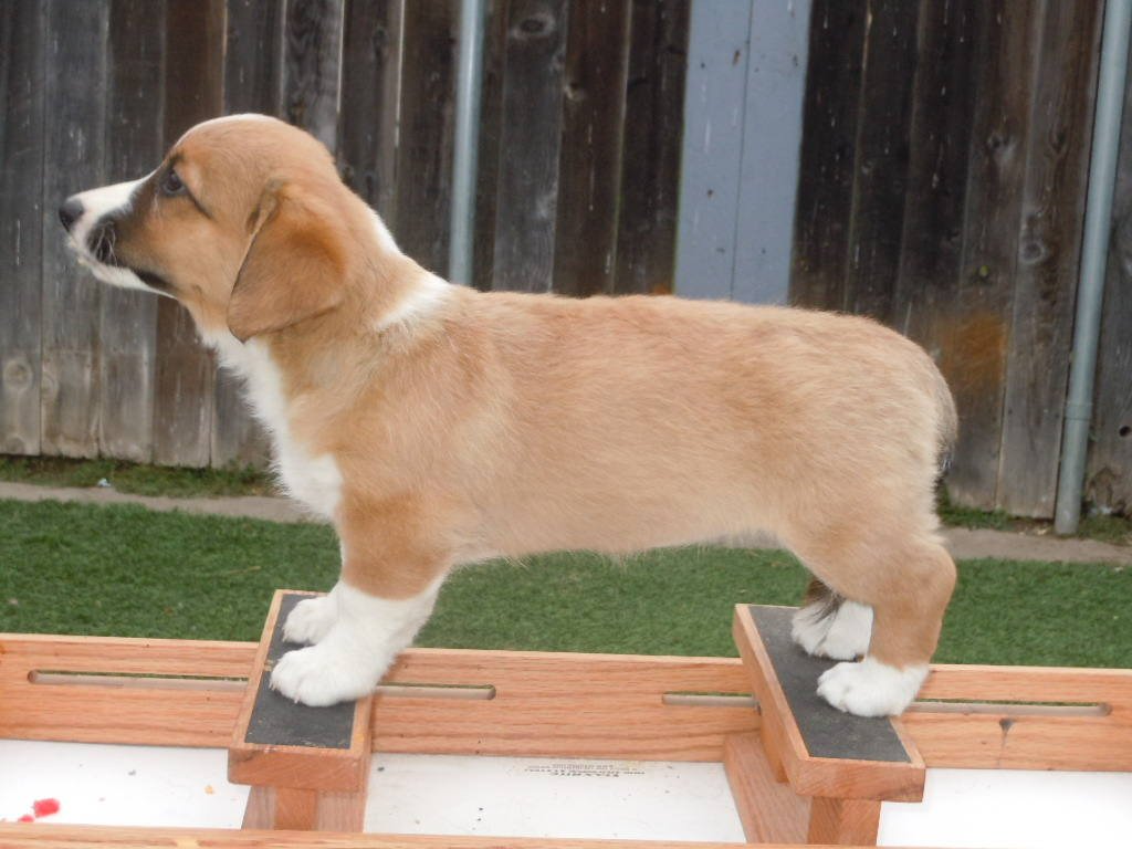 Glasshouse Kennel, is Lori Frost.