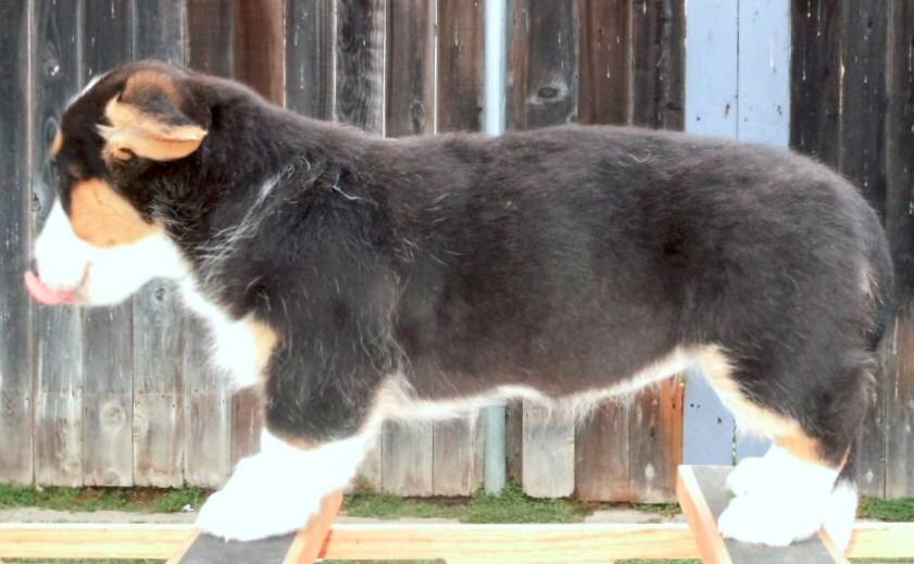 Glasshouse Kennel, is Lori Frost.