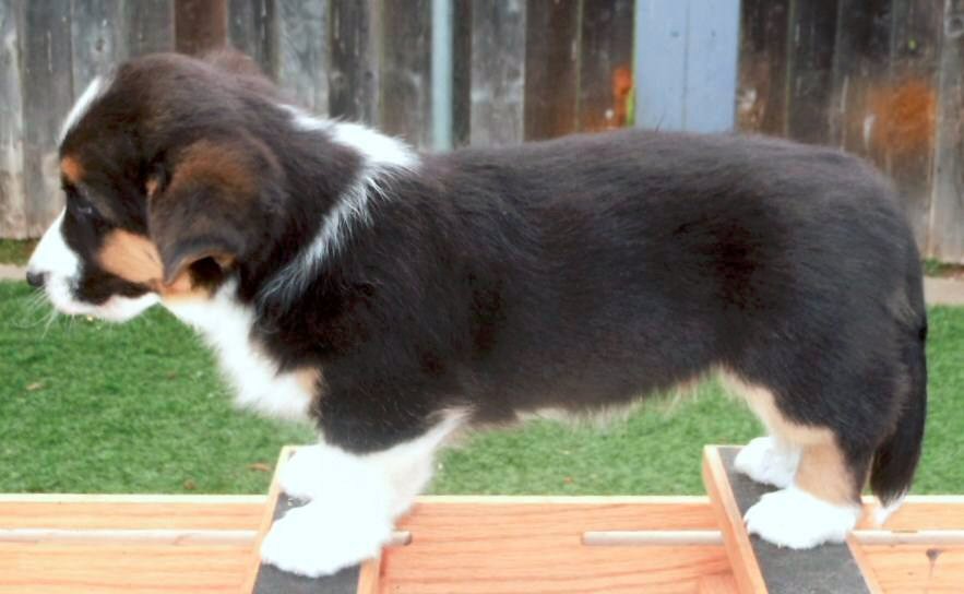 Glasshouse Kennel, is Lori Frost.