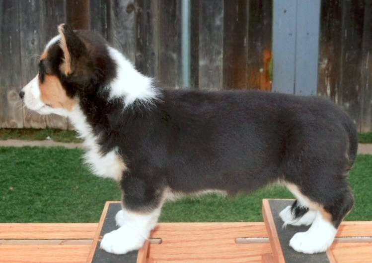 Glasshouse Kennel, is Lori Frost.