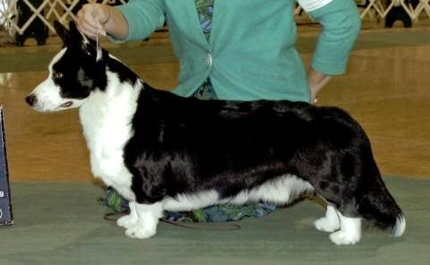 Glasshouse Kennel, is Lori Frost.