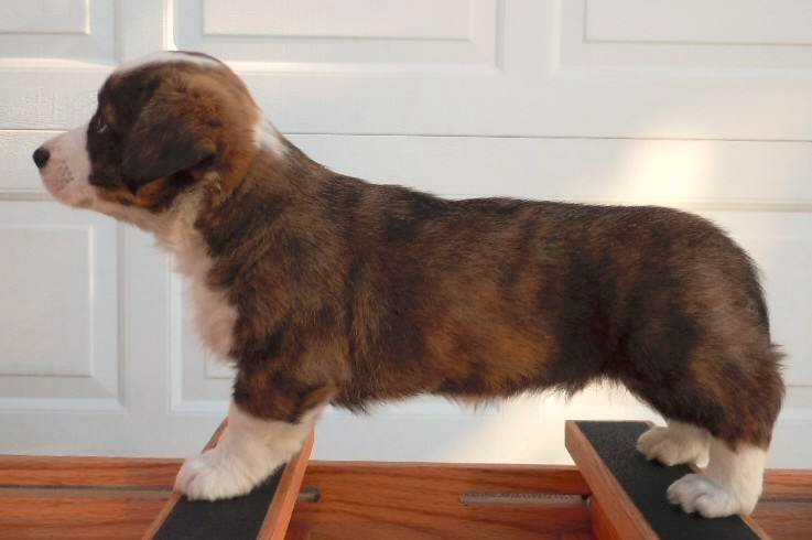 Glasshouse Kennel, is Lori Frost.