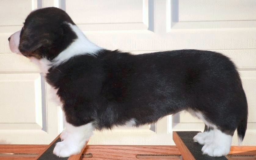 Glasshouse Kennel, is Lori Frost.