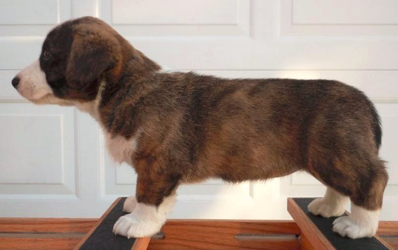 Glasshouse Kennel, is Lori Frost.