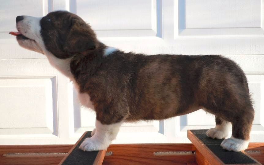 Glasshouse Kennel, is Lori Frost.